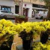 Le mimosa en janvier