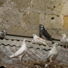Pigeons sur le toit