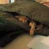 Matelassages en cours
