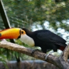 Le toucan (2)