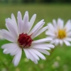 Floraison automnale
