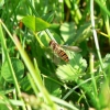 l'abeille