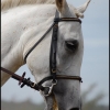 portrait d'un cheval a lamotte