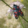 papillon???