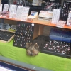 Combien pour ce chien, dans la vitrineu ?
