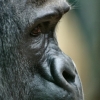 Le gorille (3)