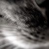FELINE ...
