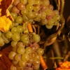 Raisin au soleil