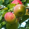 Pommes