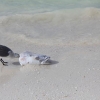 Bird eating fish, Isla Holbox, Mexico, January...