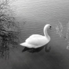Le cygne