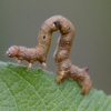 Chenille