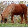 poney en folie