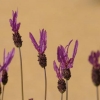 Lavande papillon