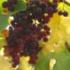Raisin