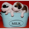 les petits jack russell