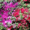 Fleurs à foison