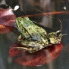 Grenouille (1)