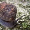 Escargots...