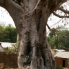 Le baobab (2)