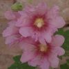 Roses trémières (3)